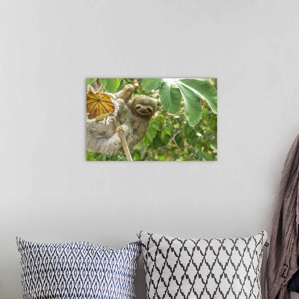 A bohemian room featuring this Sloth is smiling at you, all the way from Costa rica.