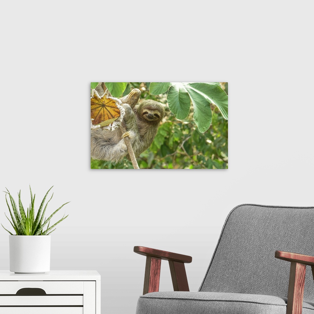 A modern room featuring this Sloth is smiling at you, all the way from Costa rica.