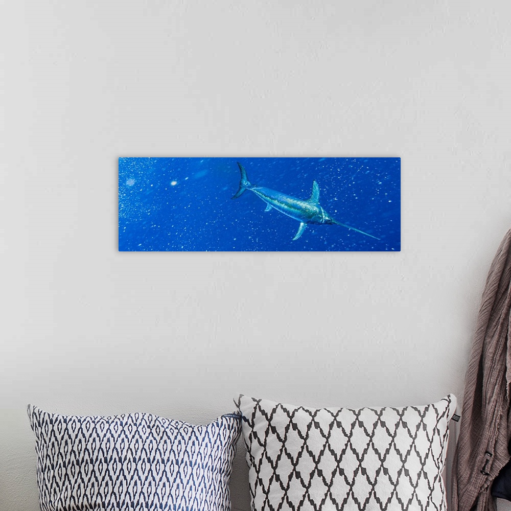 A bohemian room featuring Underwater view of a big swordfish