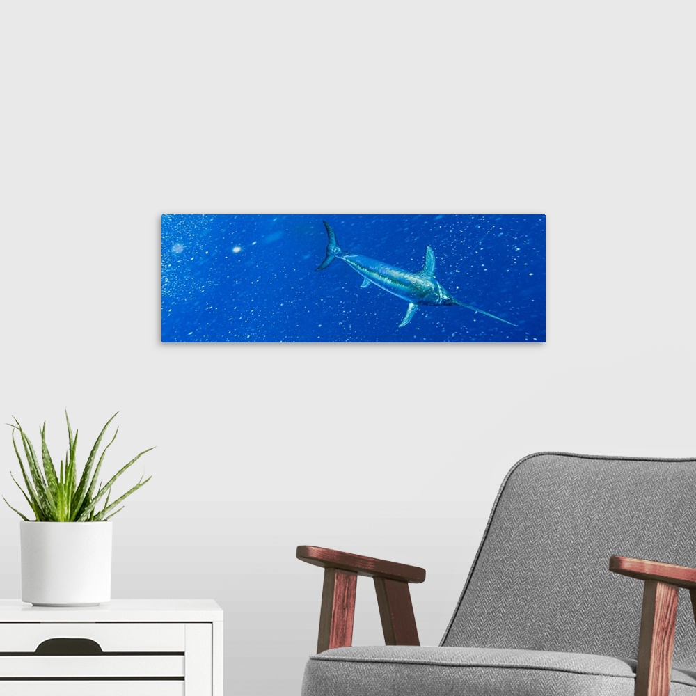 A modern room featuring Underwater view of a big swordfish