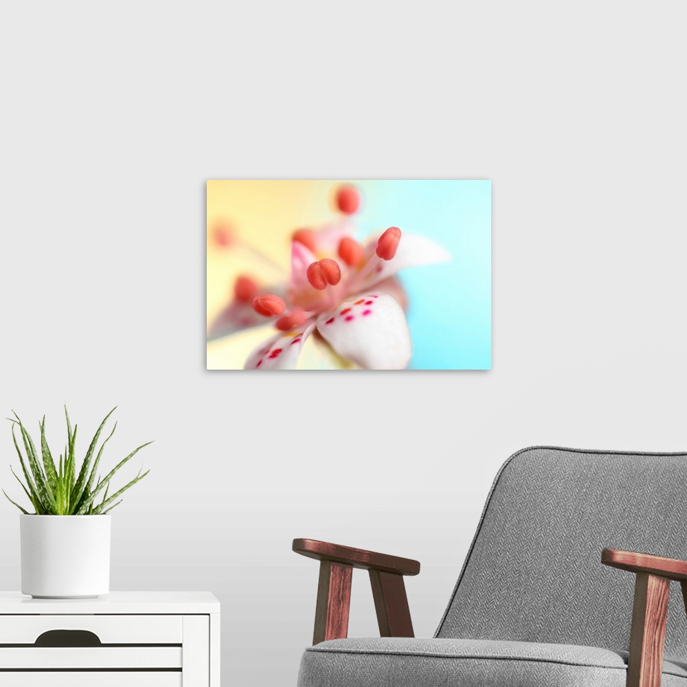 A modern room featuring Macro image of the tiny flower 'London Pride'