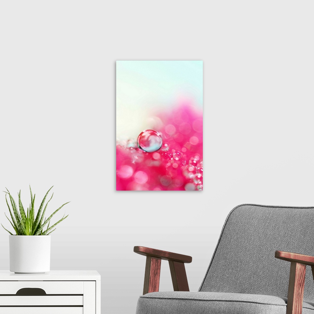 A modern room featuring Water drops on a pretty pink flower petal