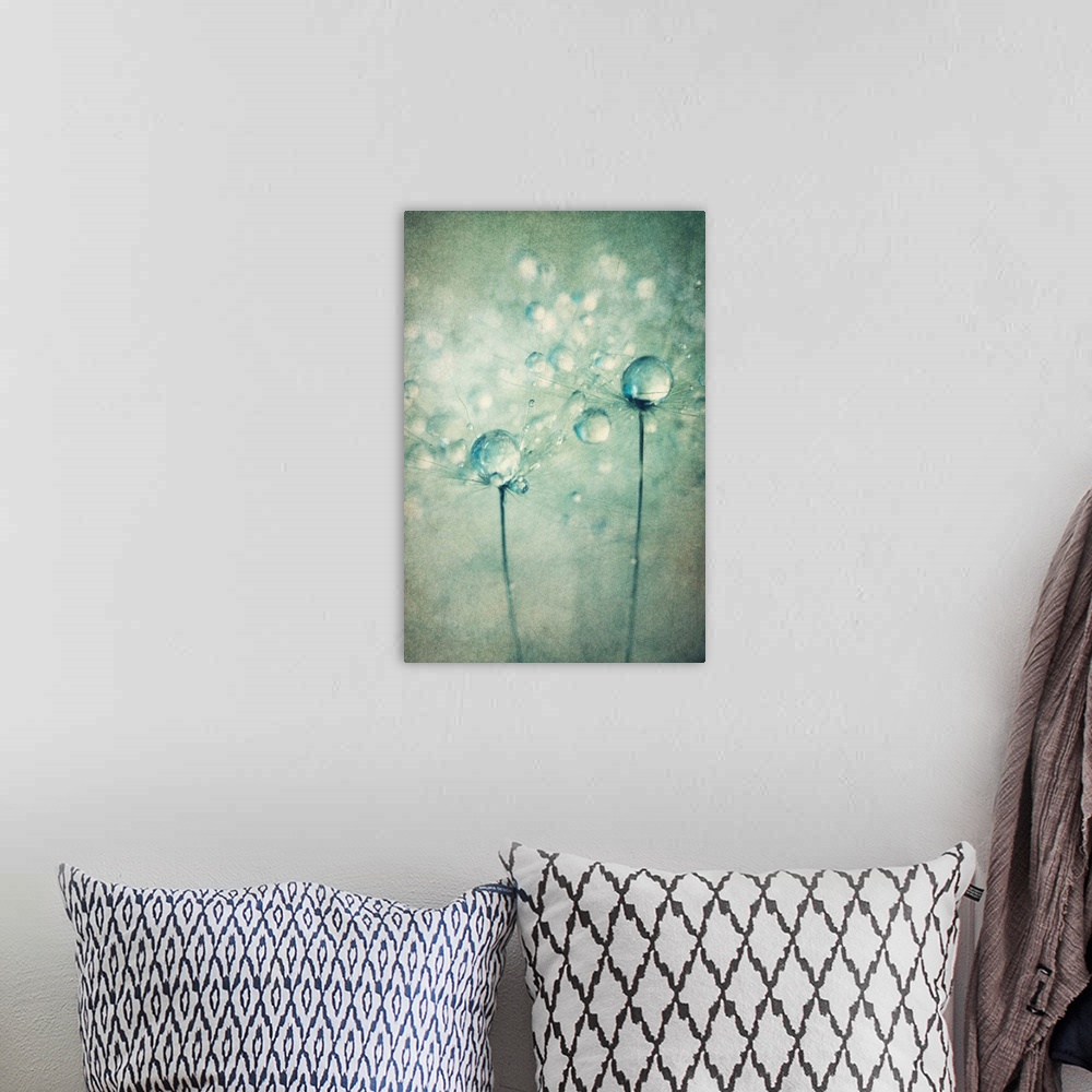 A bohemian room featuring 2 single Dandelion seeds with water drops. Added texture
