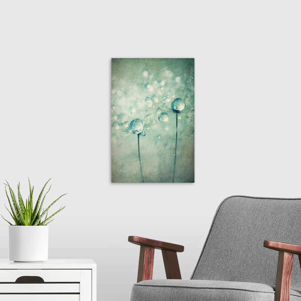 A modern room featuring 2 single Dandelion seeds with water drops. Added texture