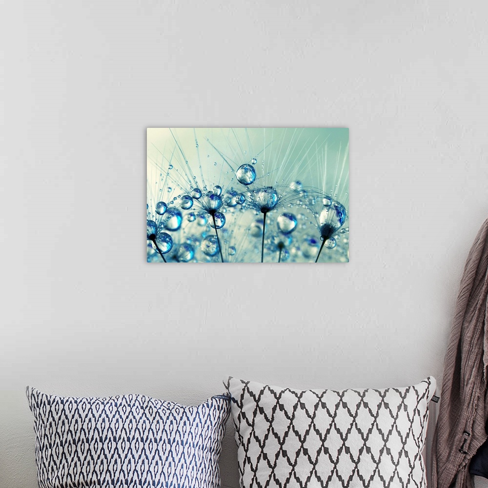 A bohemian room featuring A tiny detail from a Dandelion seed with water droplets