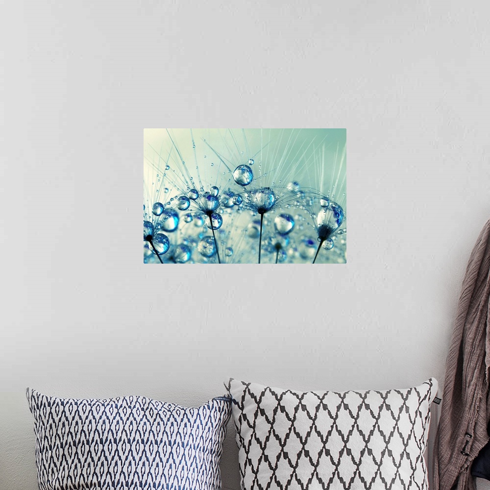 A bohemian room featuring A tiny detail from a Dandelion seed with water droplets