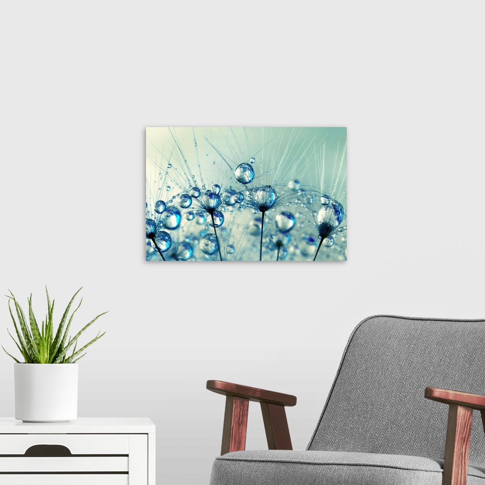 A modern room featuring A tiny detail from a Dandelion seed with water droplets
