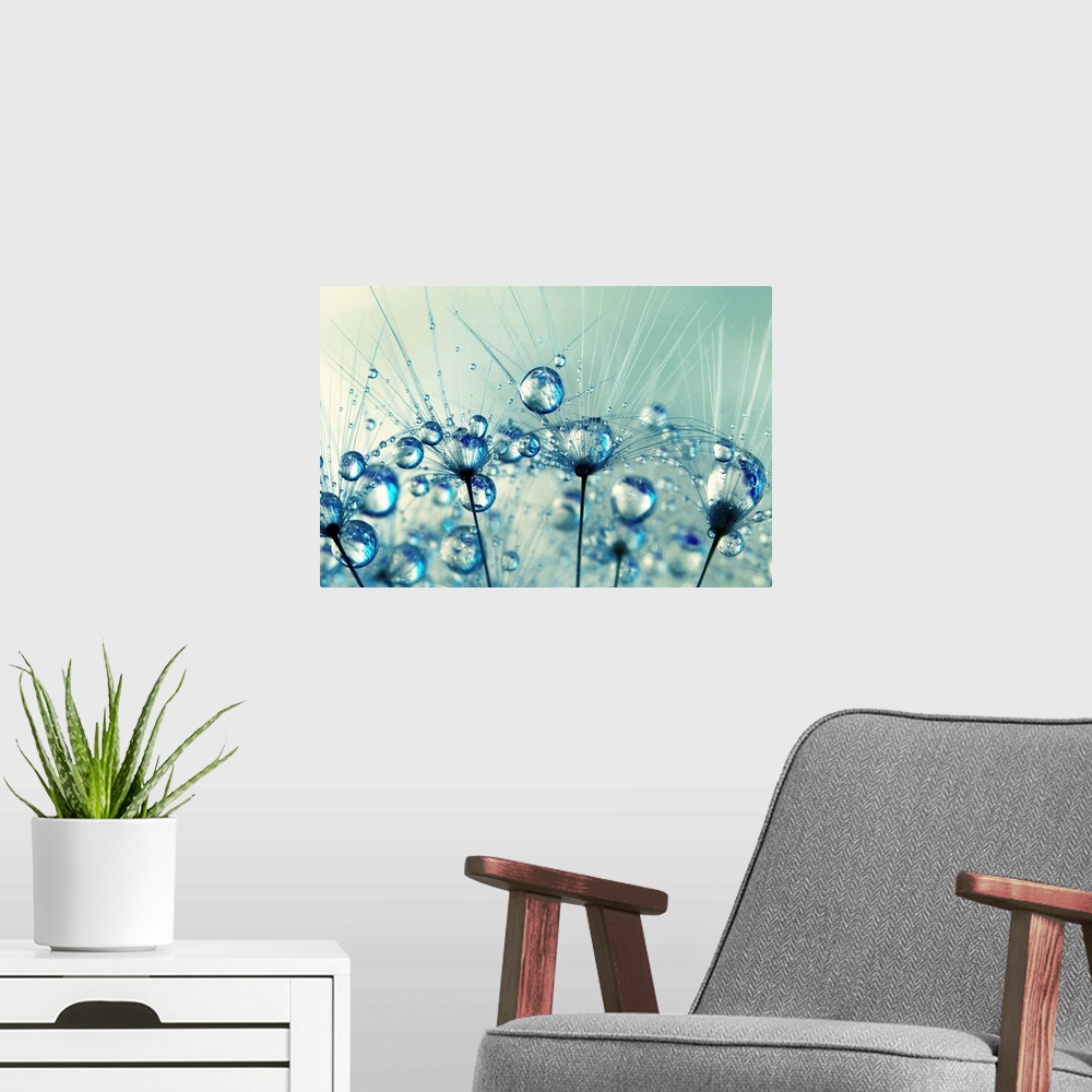 A modern room featuring A tiny detail from a Dandelion seed with water droplets
