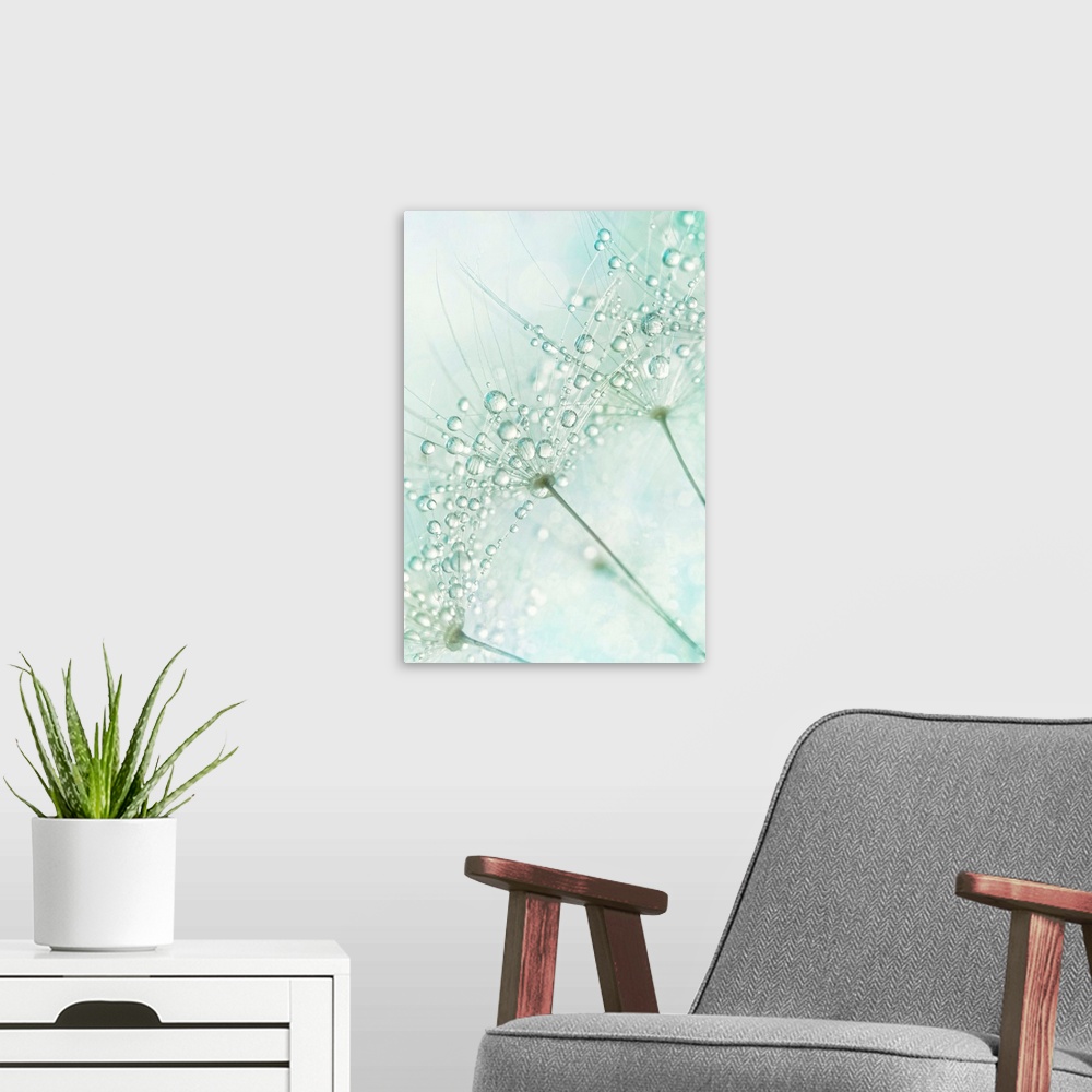A modern room featuring Water droplets on a Dandelion seed.