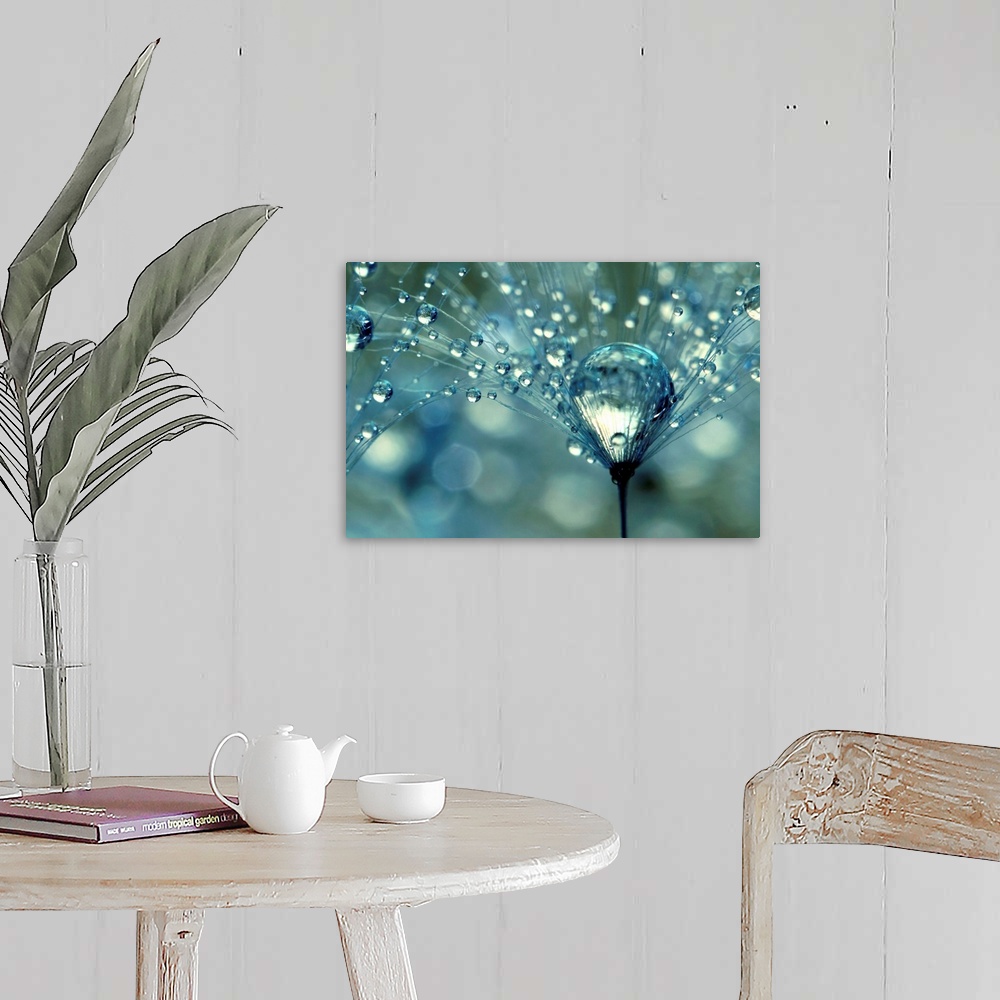 A farmhouse room featuring Dandelion with water droplets