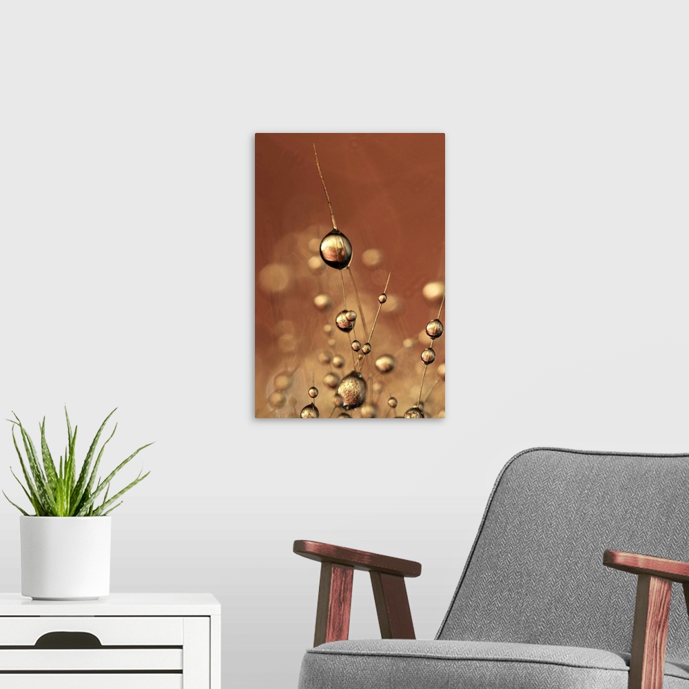 A modern room featuring Water drops on a Cactus