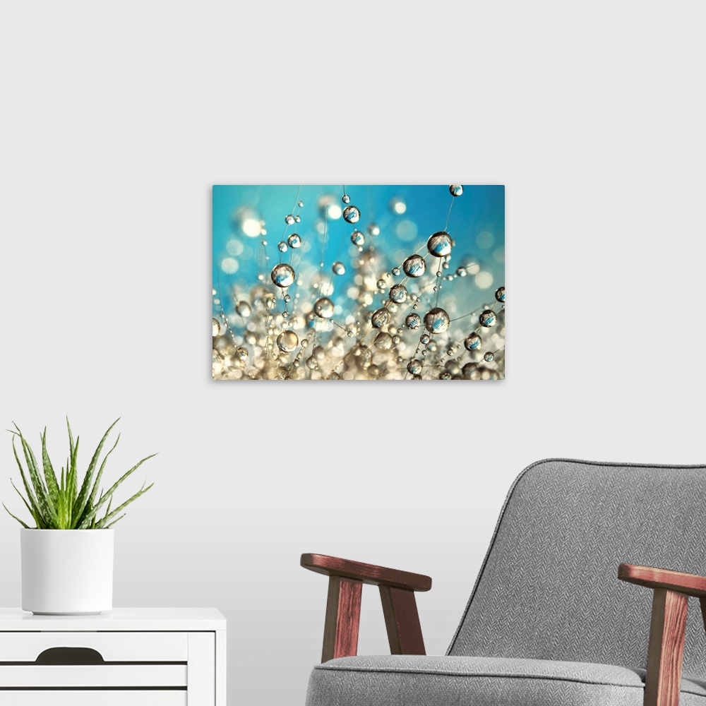 A modern room featuring Cactus plant with water drops