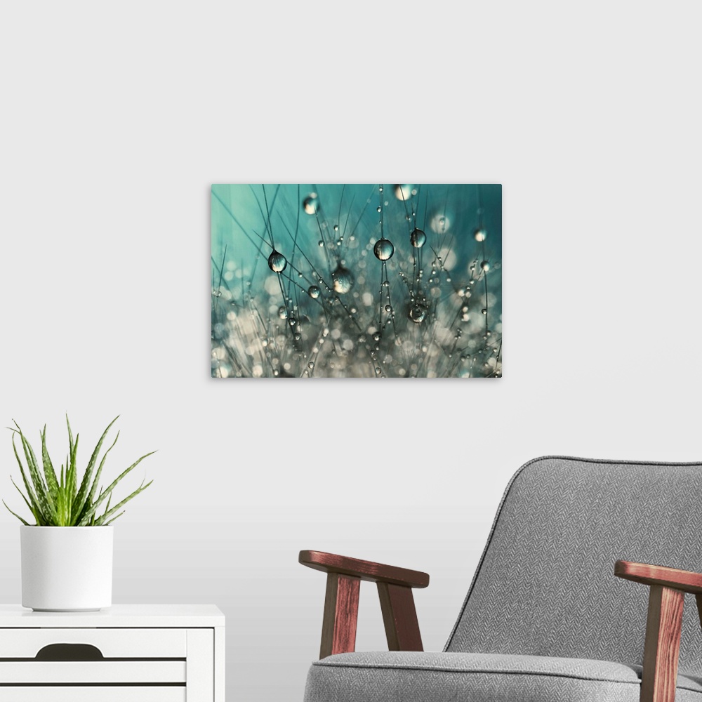 A modern room featuring Cactus with water drops