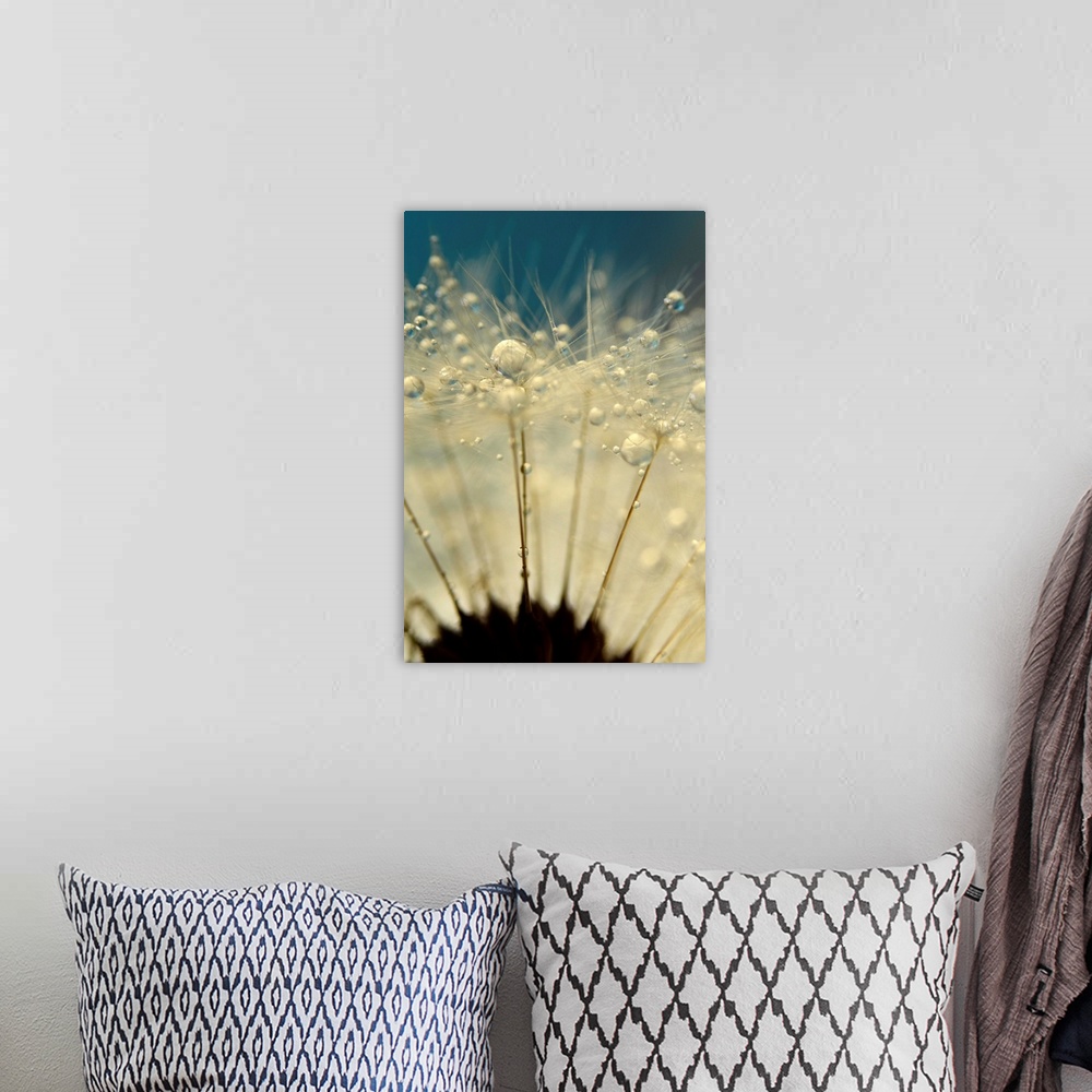 A bohemian room featuring Dandelion Seed with water droplets