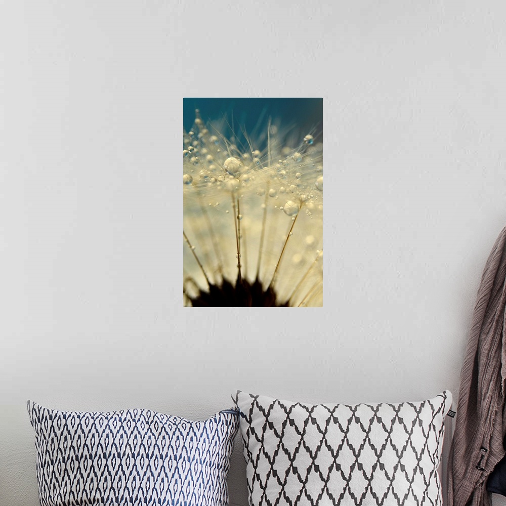 A bohemian room featuring Dandelion Seed with water droplets