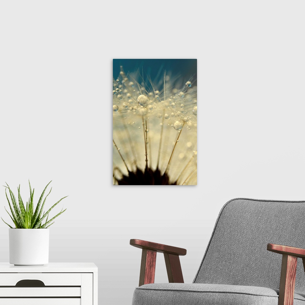 A modern room featuring Dandelion Seed with water droplets