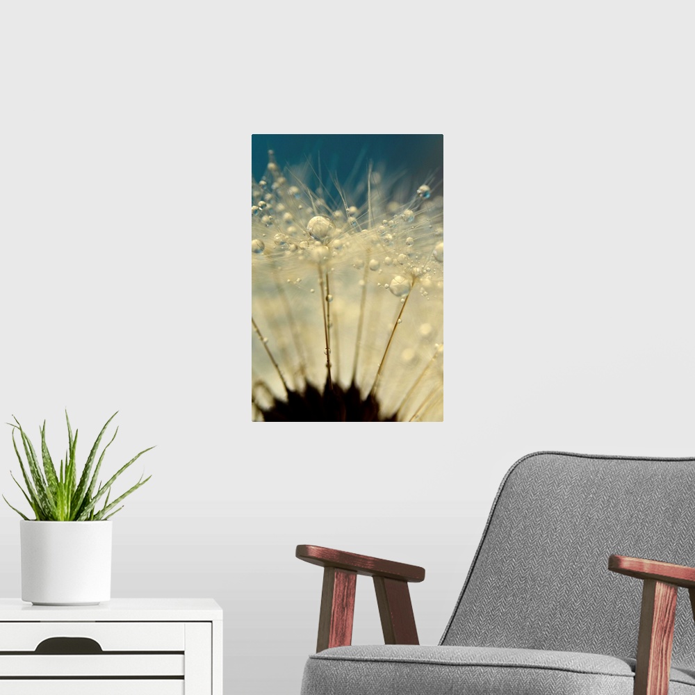 A modern room featuring Dandelion Seed with water droplets