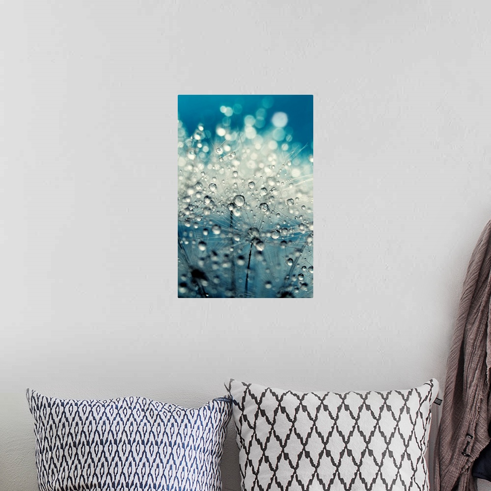 A bohemian room featuring Dandelion seed with water drops