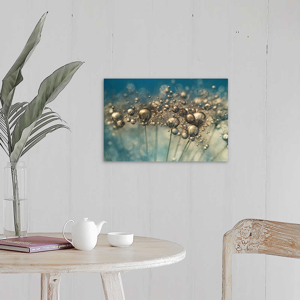 A farmhouse room featuring Dandelion seed with water drops