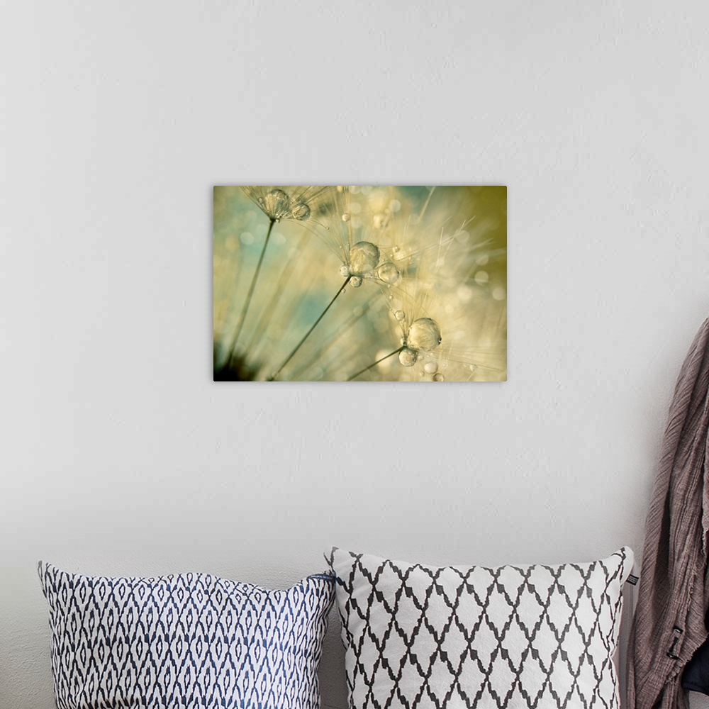 A bohemian room featuring Water drops on a Dandelion seed