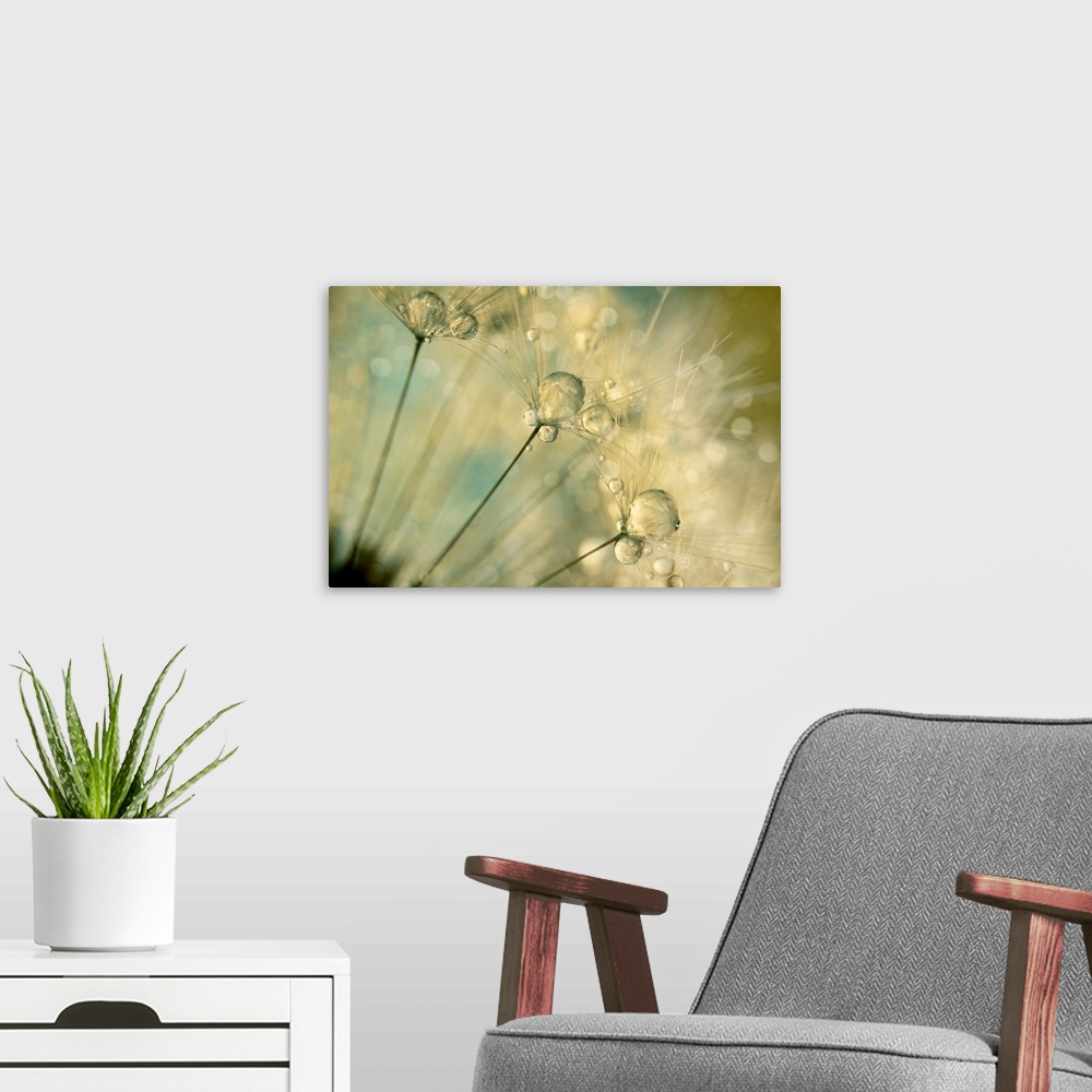 A modern room featuring Water drops on a Dandelion seed