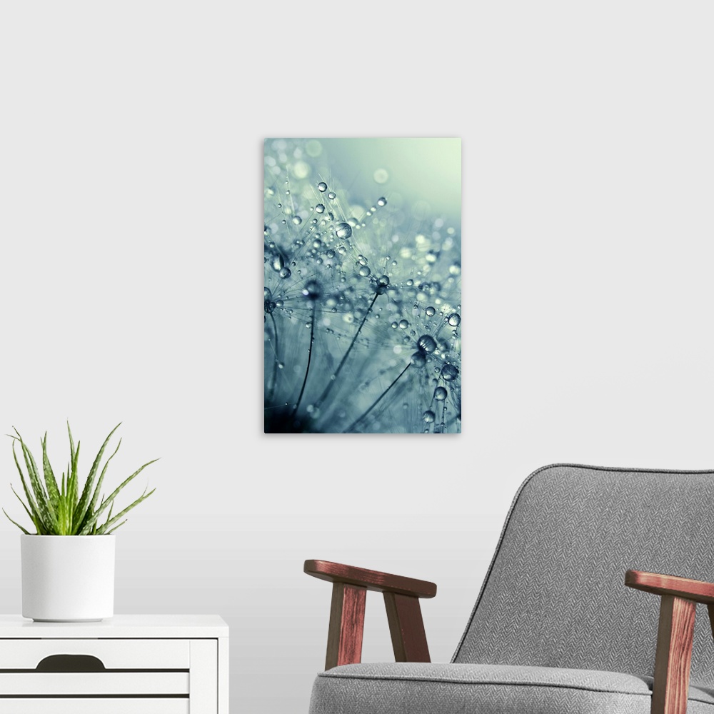 A modern room featuring Dandelion seed with water drops