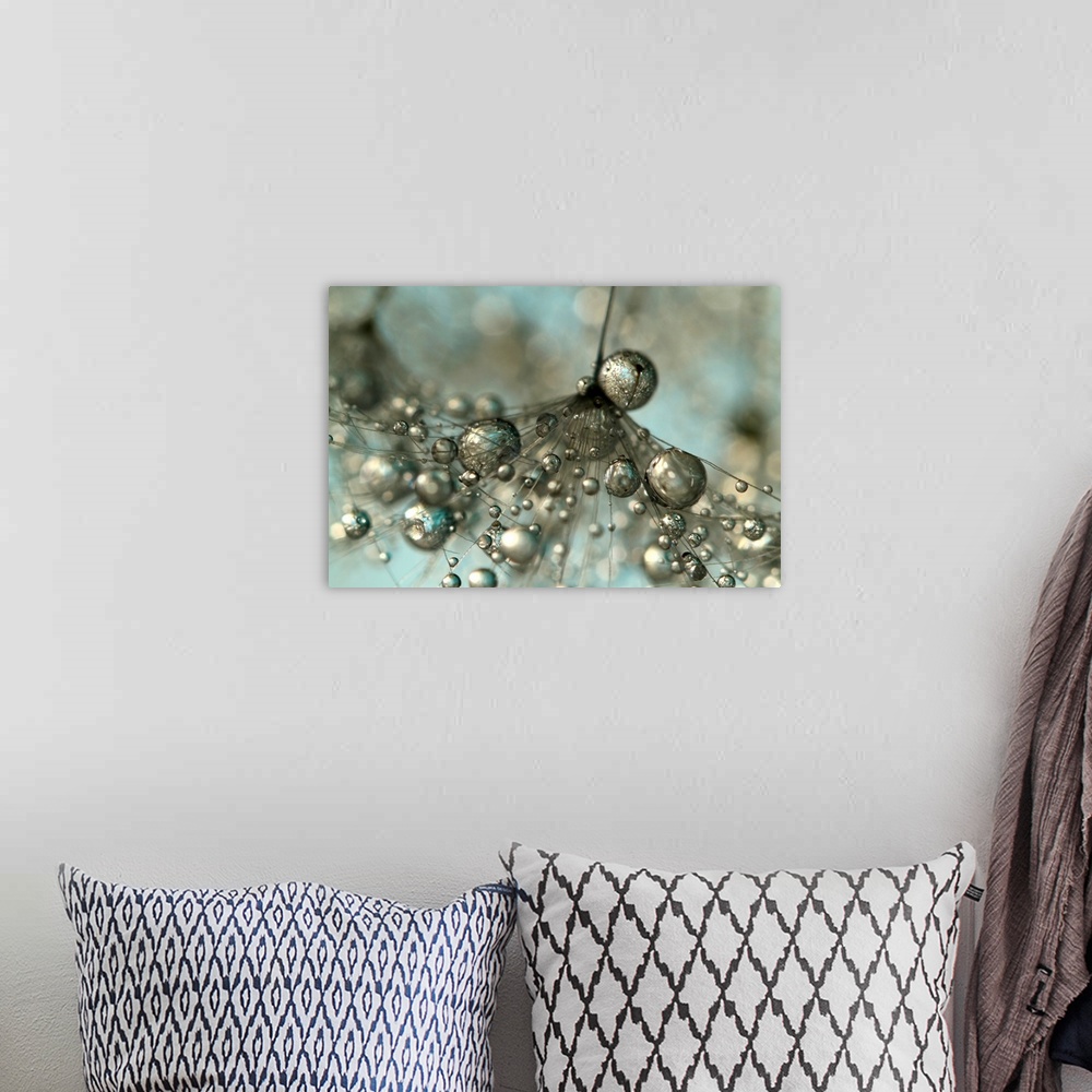 A bohemian room featuring Single Dandelion seed with water droplets.