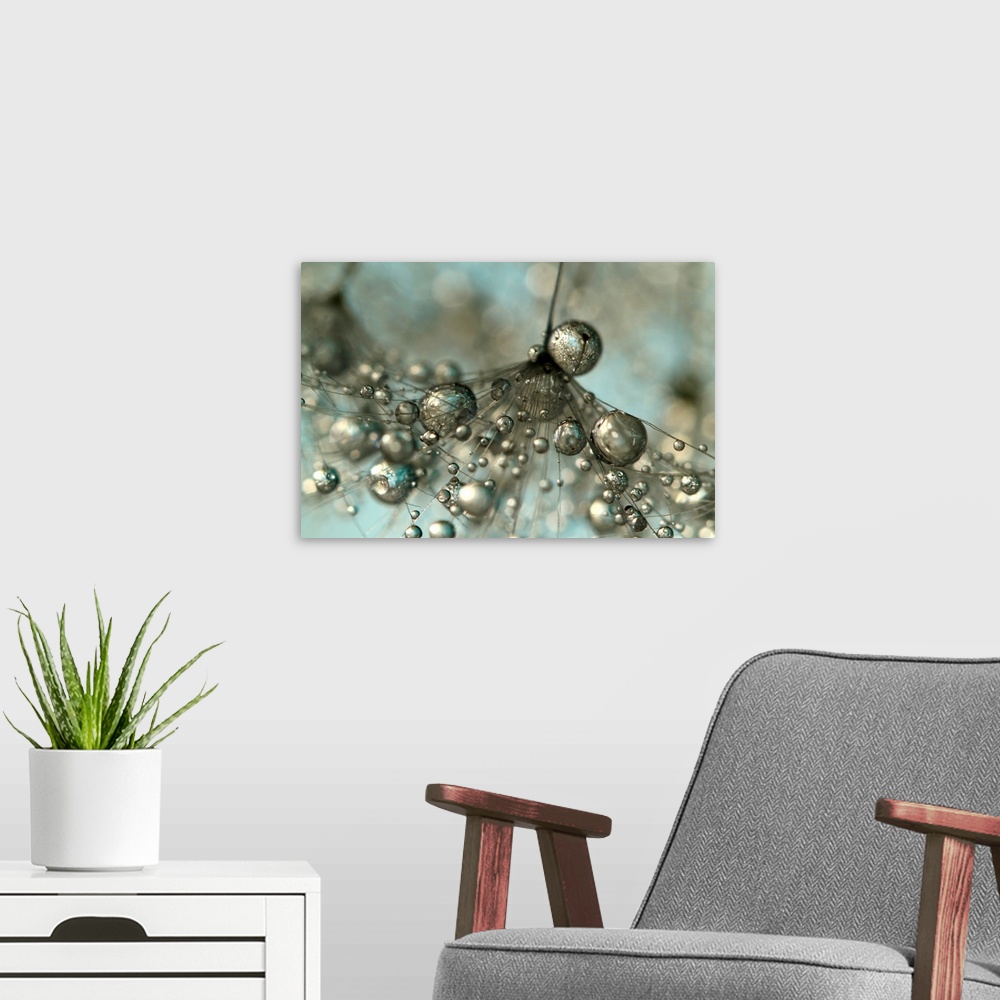 A modern room featuring Single Dandelion seed with water droplets.