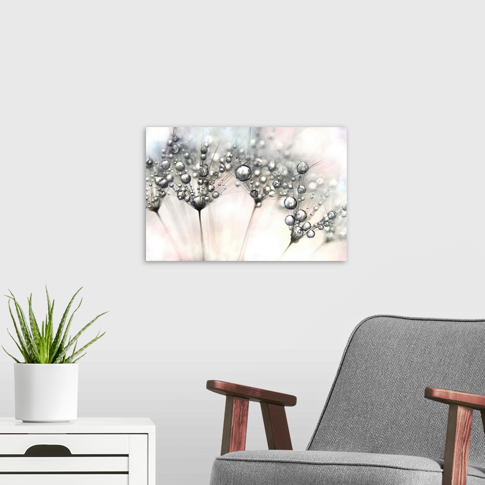 A modern room featuring Dandelion seed with drops of water
