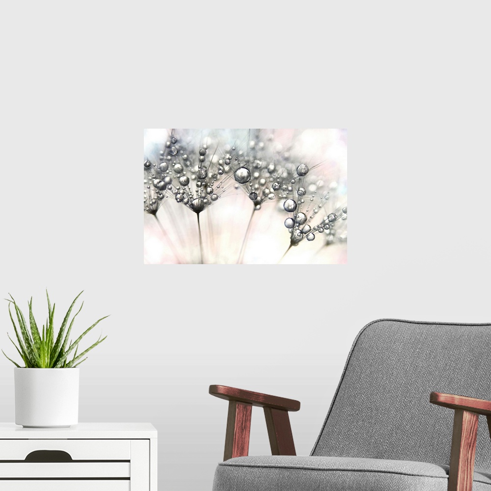 A modern room featuring Dandelion seed with drops of water
