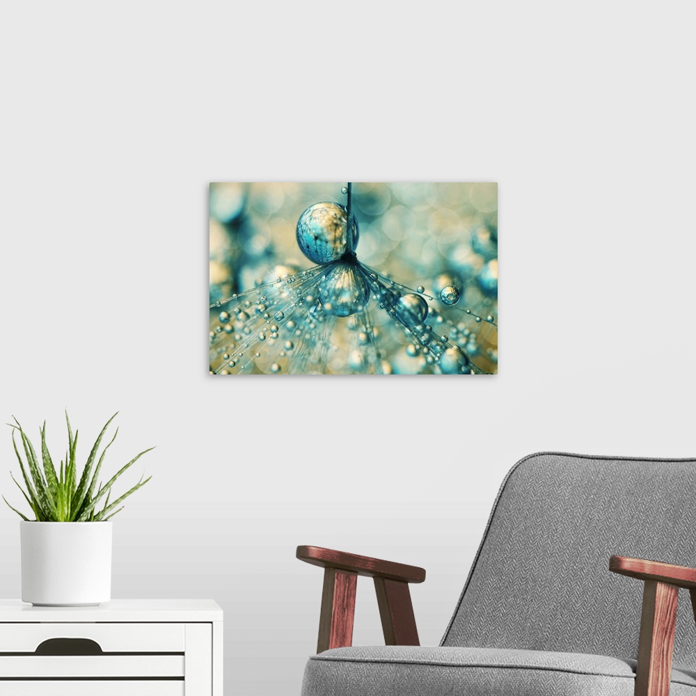 A modern room featuring Single Dandelion seed with water drops