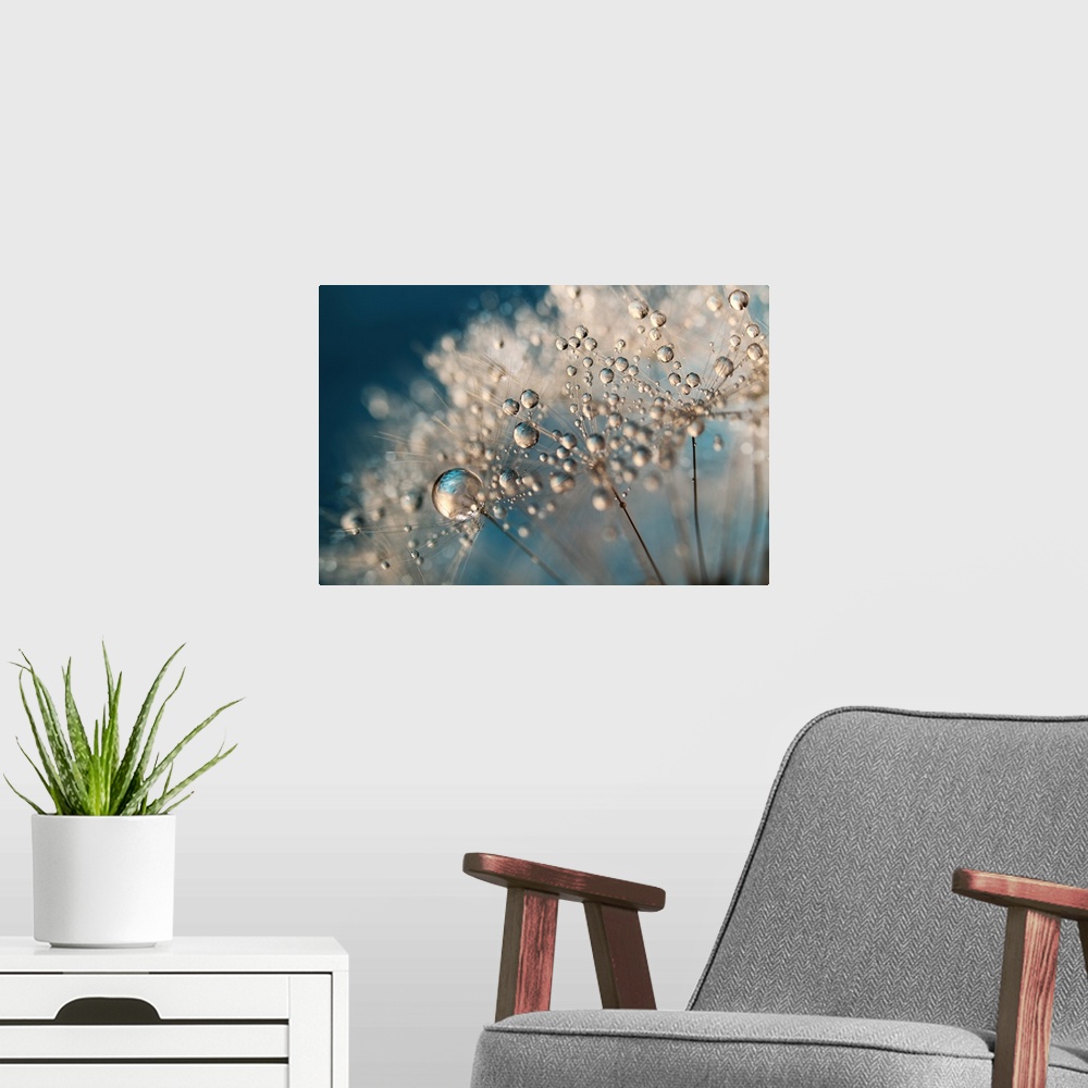 A modern room featuring Dandelion seed with water drops