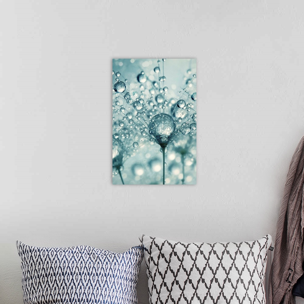 A bohemian room featuring Single Dandelion seed with water drops