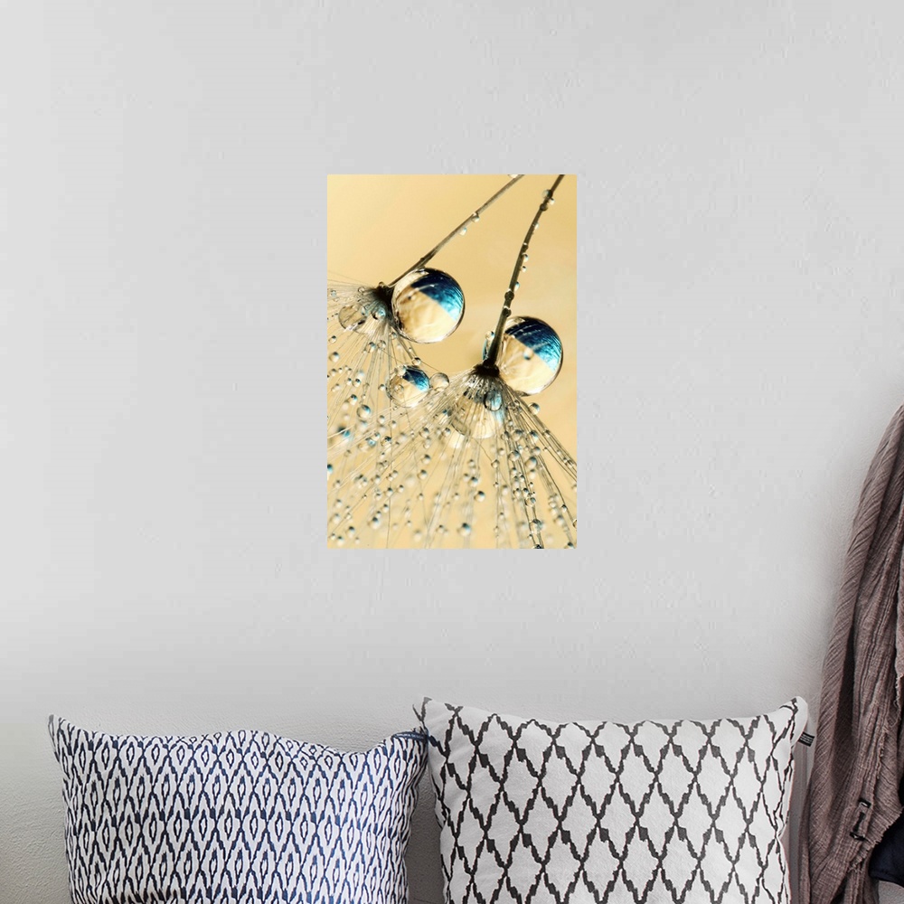 A bohemian room featuring Detail of 2 tiny individual Dandelion seeds with water drops.
