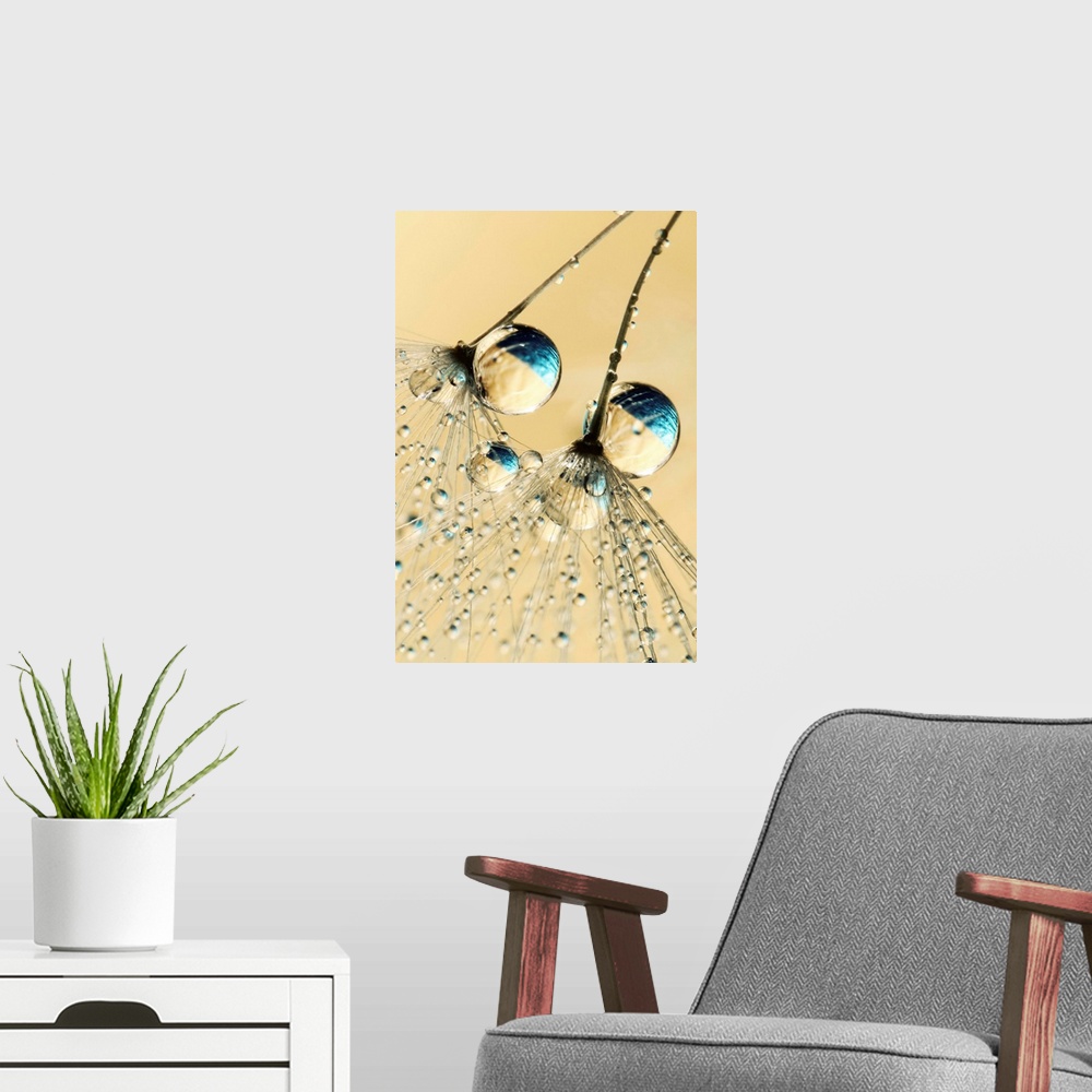A modern room featuring Detail of 2 tiny individual Dandelion seeds with water drops.