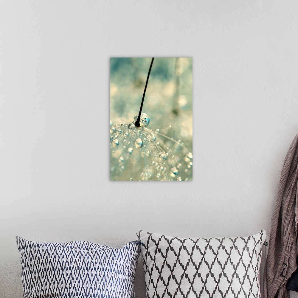 A bohemian room featuring Dandelion seed with water droplets
