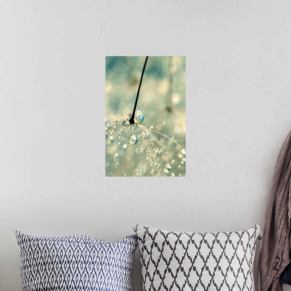 A bohemian room featuring Dandelion seed with water droplets