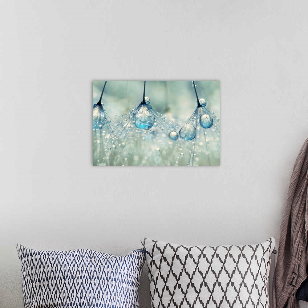 A bohemian room featuring Dandelion seed with water droplets.
