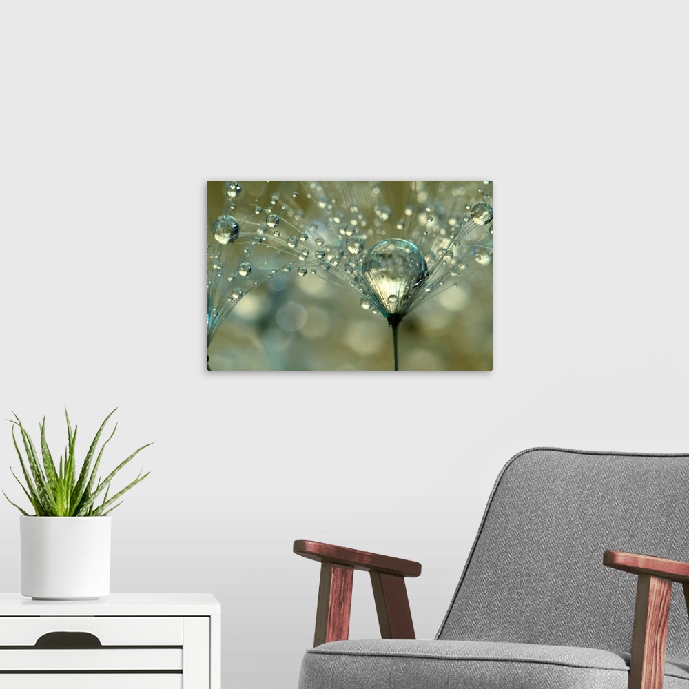 A modern room featuring Dandelion seed with water droplets