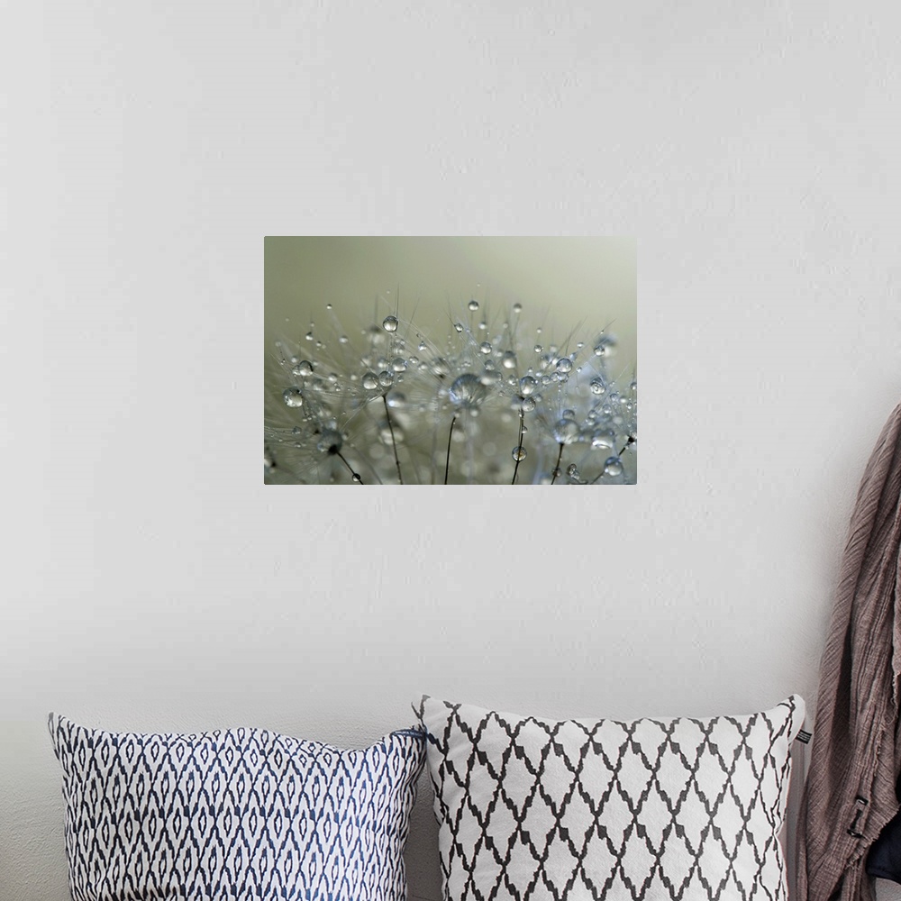 A bohemian room featuring Water droplets on a Dandelion seed