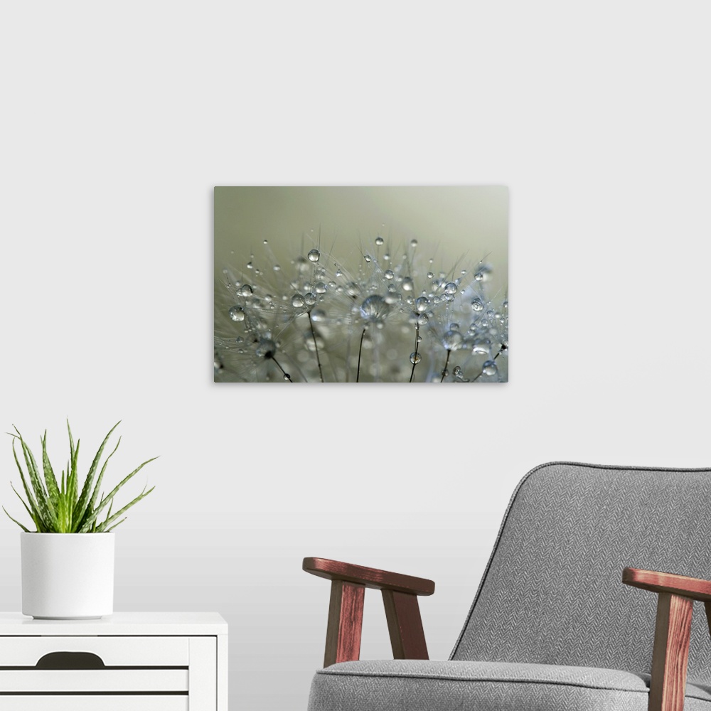 A modern room featuring Water droplets on a Dandelion seed