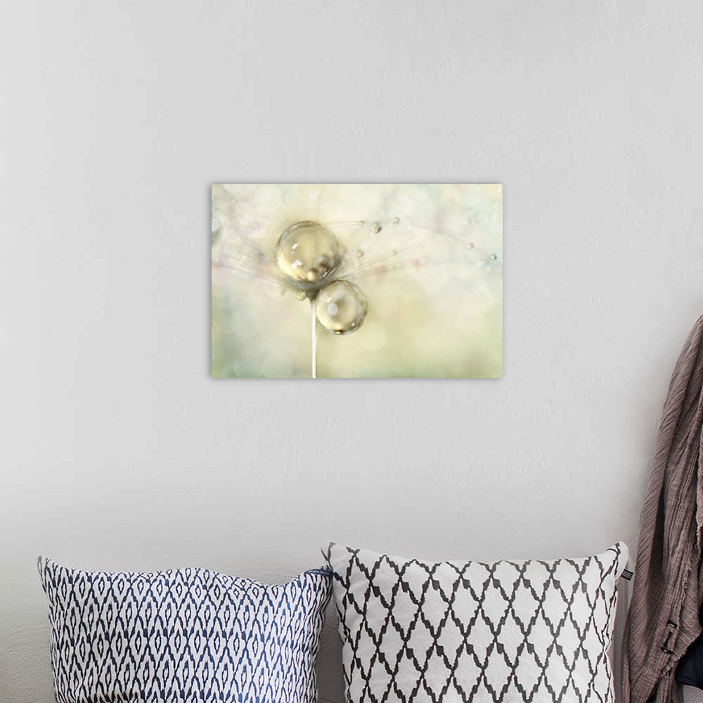 A bohemian room featuring Water droplets on a single Dandelion seed