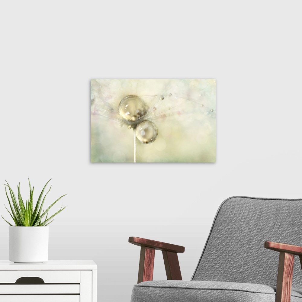 A modern room featuring Water droplets on a single Dandelion seed