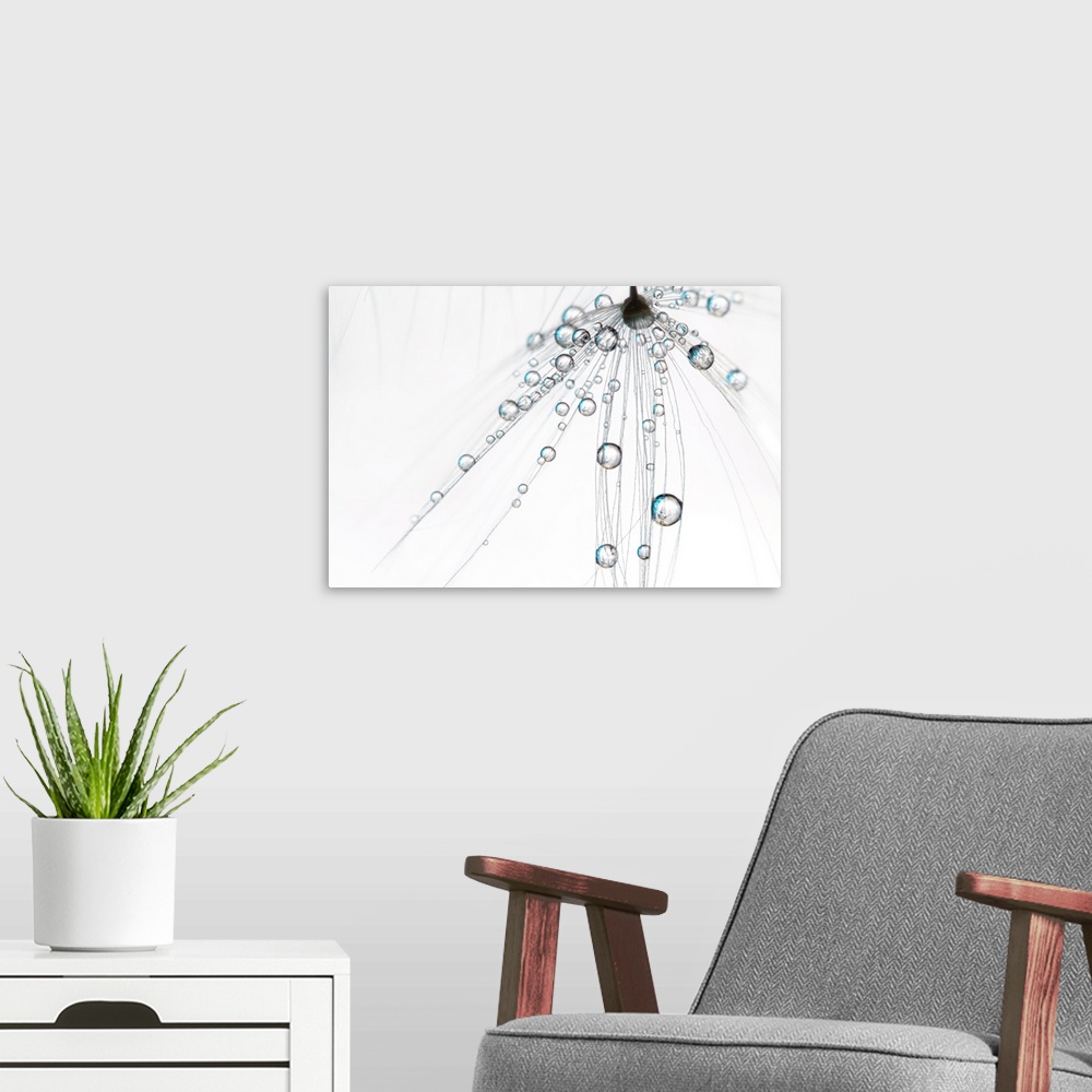 A modern room featuring Single Dandelion seed with water droplets