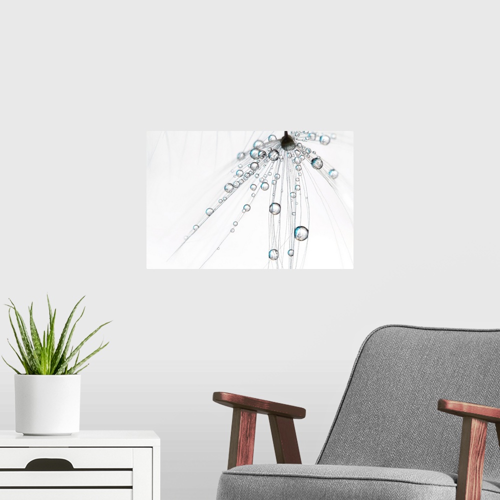 A modern room featuring Single Dandelion seed with water droplets
