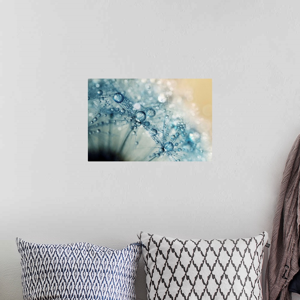 A bohemian room featuring Dandelion seed with water drops