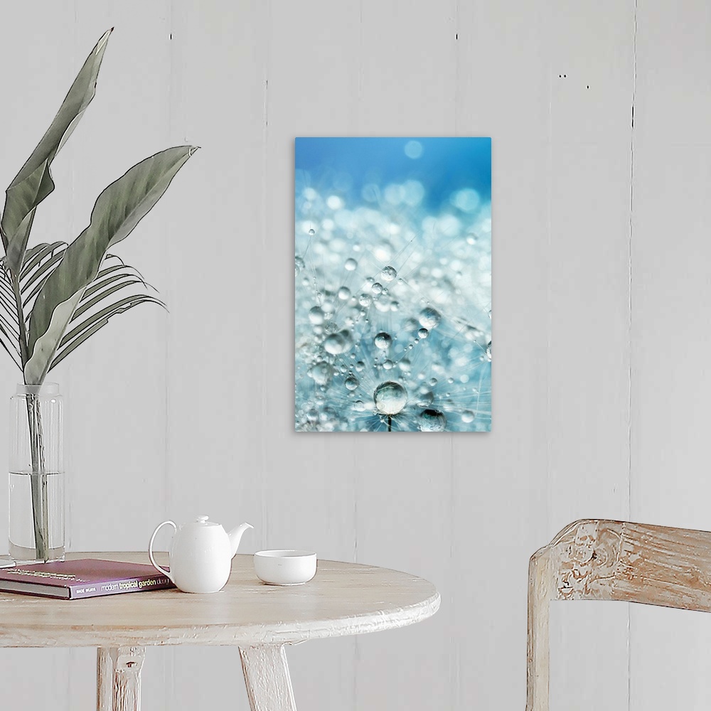 A farmhouse room featuring Dandelion seed with water drops