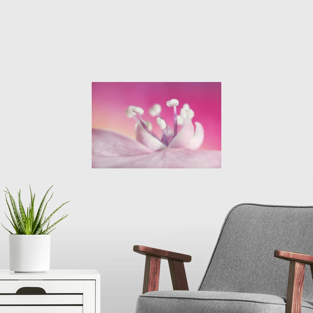 A modern room featuring Pretty In Pink Hydrangea