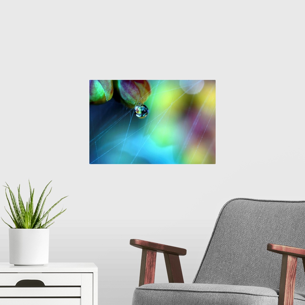 A modern room featuring Droplet on flower with spider web