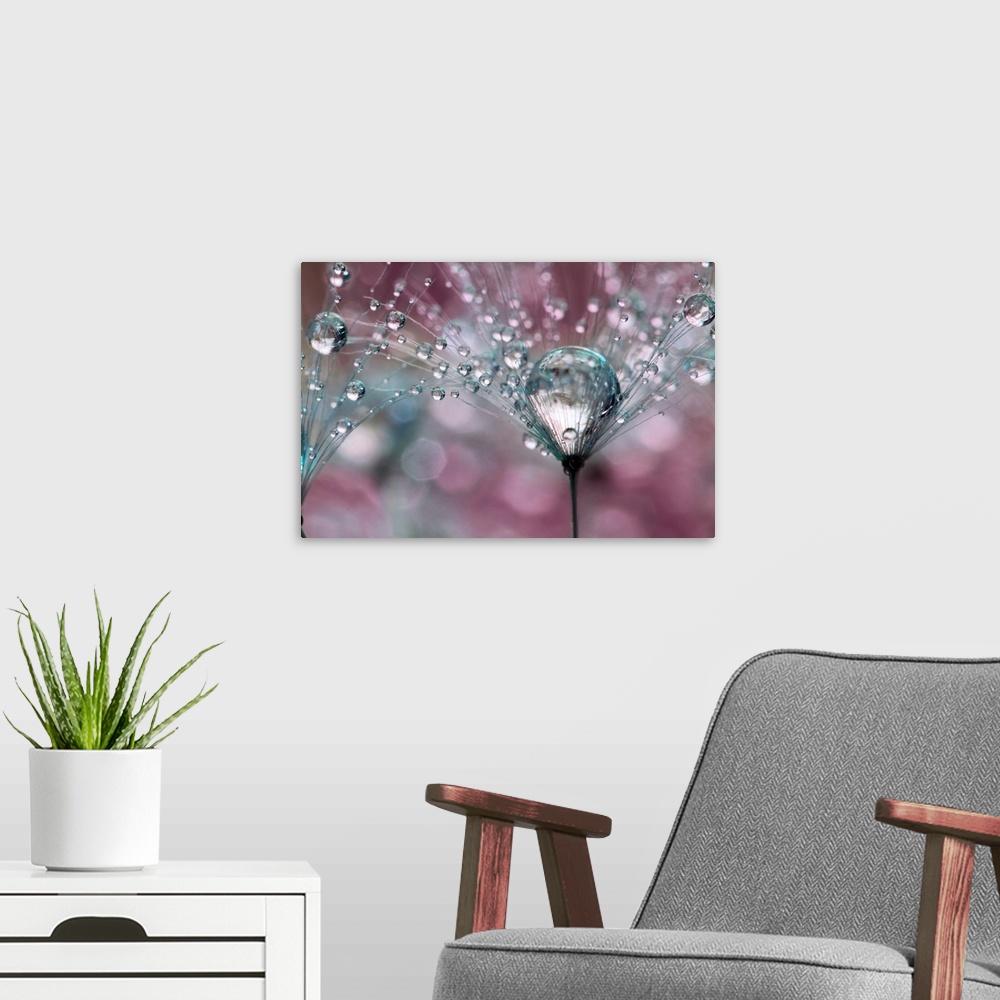 A modern room featuring Dandelion seed with water droplets